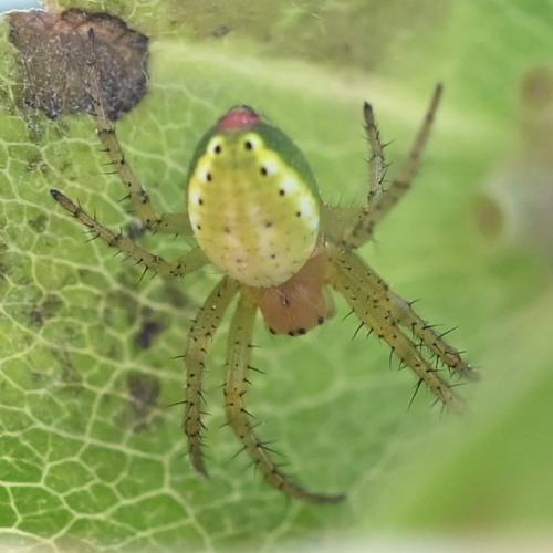 Araniella sp.